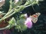 butterfly on thistle