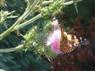 butterfly on thistle 2